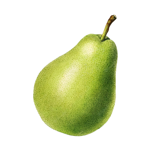 pear